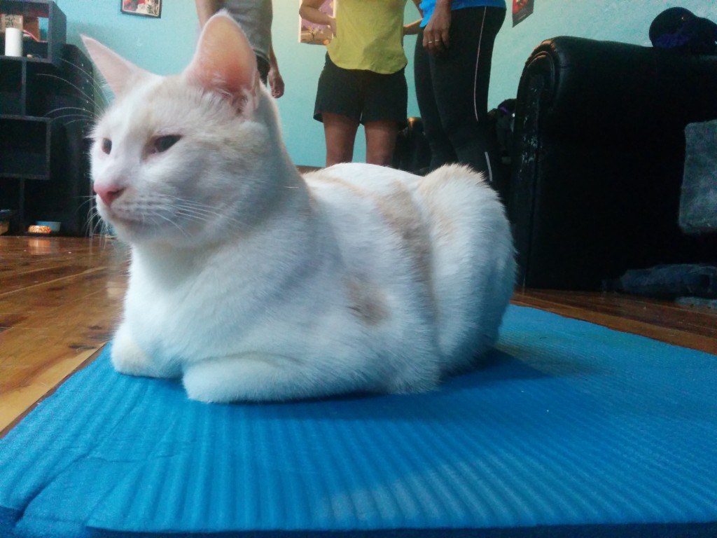 This one sat on someones mat the ENTIRE class, then got up and was like 'meh, my work is done', when it was over'. Cats. 