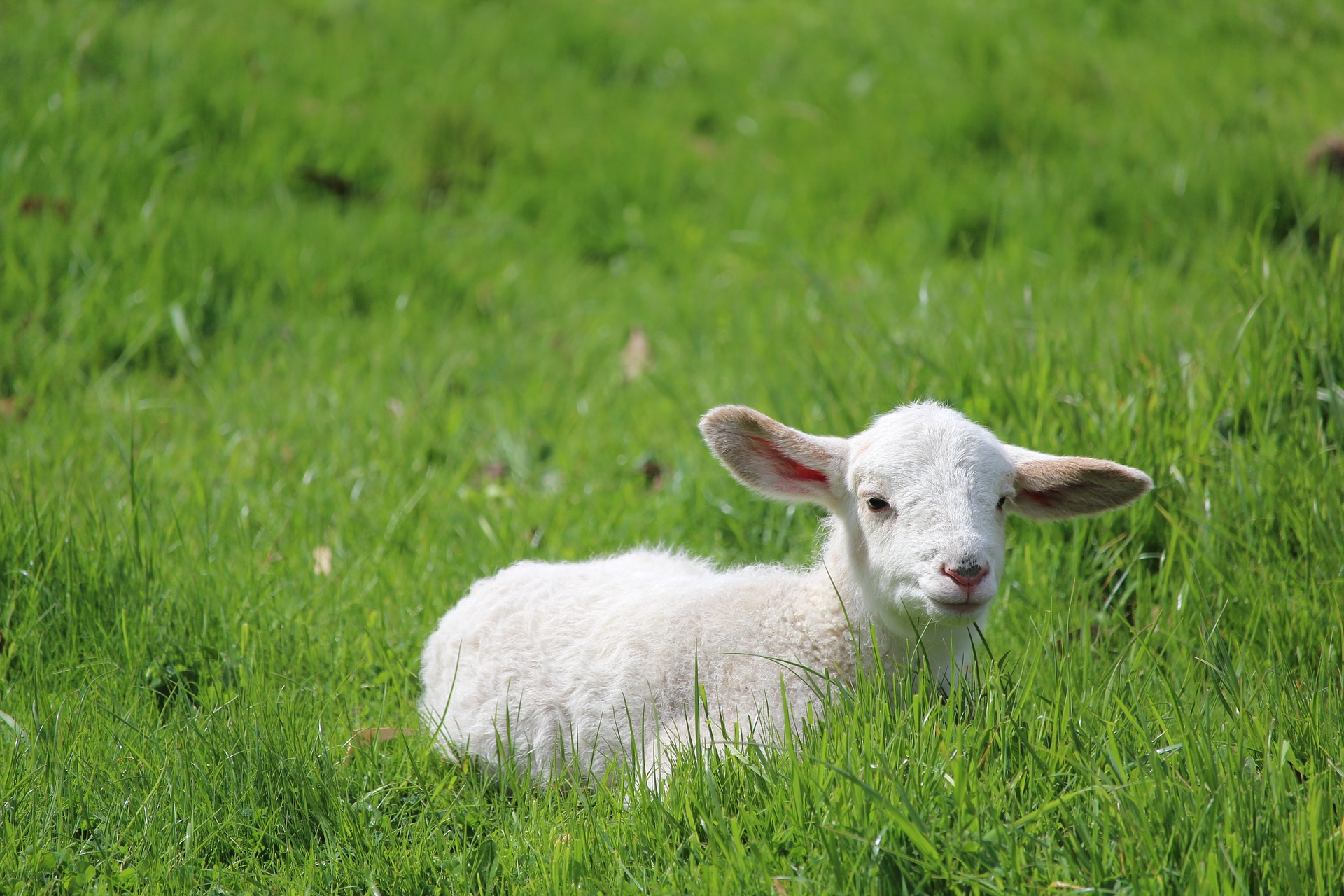 Lamb. Овечка на траве. Овечка для малышей. Малыш овцы. Ягненок на траве.